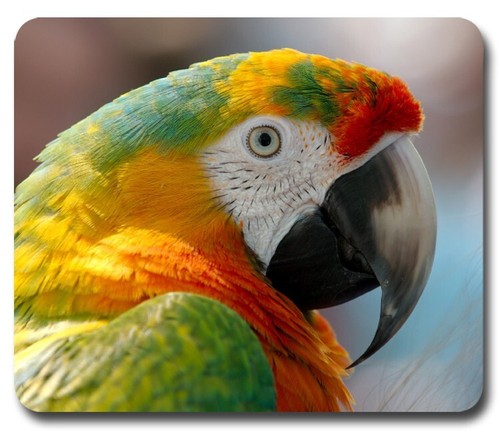 Rainbow macaw parrot mouse - parrot,
